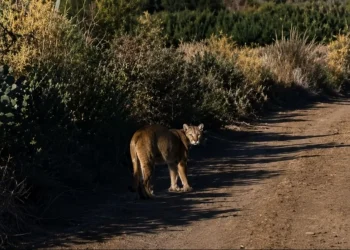 Pánico en Jáchal: un puma merodea una escuela en Campo de Batalla y los chicos tienen miedo de volver a sus casas