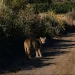 Pánico en Jáchal: un puma merodea una escuela en Campo de Batalla y los chicos tienen miedo de volver a sus casas