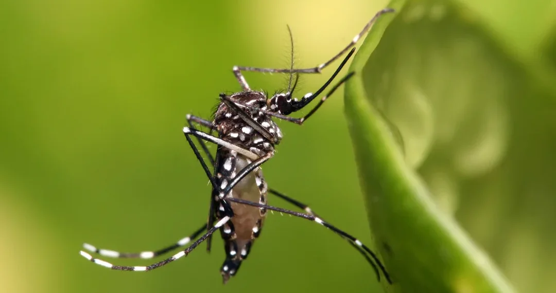 Alerta por el dengue: especialistas advierten que la baja de casos no elimina el peligro e instan a prepararse para la próxima temporada