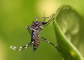Alerta por el dengue: especialistas advierten que la baja de casos no elimina el peligro e instan a prepararse para la próxima temporada