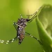 Alerta por el dengue: especialistas advierten que la baja de casos no elimina el peligro e instan a prepararse para la próxima temporada
