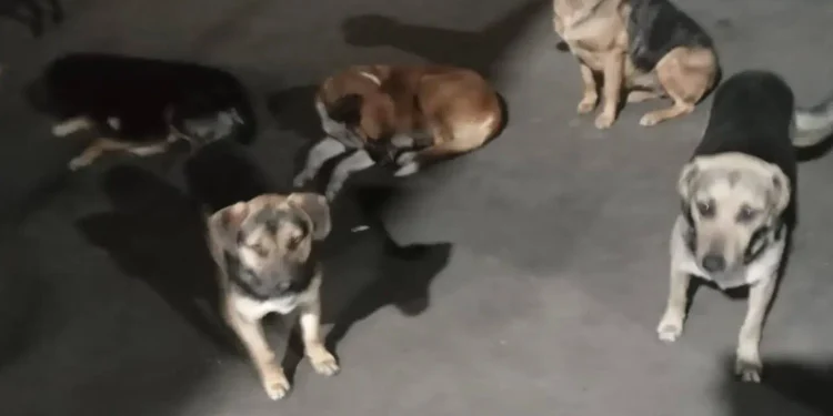 Carrera contra el reloj en Chimbas: ordenan desalojar a 25 perros del Parque Industrial y piden tránsito o adopción urgente
