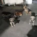 Carrera contra el reloj en Chimbas: ordenan desalojar a 25 perros del Parque Industrial y piden tránsito o adopción urgente