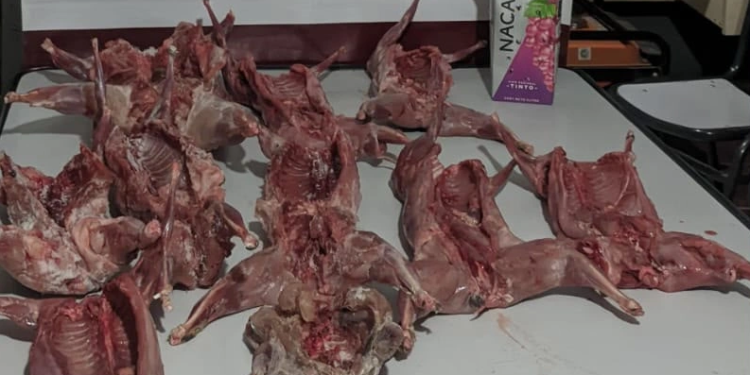 Operativo en la Difunta Correa: interceptaron a cazadores mendocinos con 10 animales faenados y un ave autóctona protegida