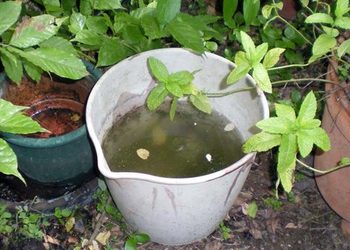 Las acciones simples que Salud pide a los sanjuaninos hacer hoy para evitar el dengue en el verano