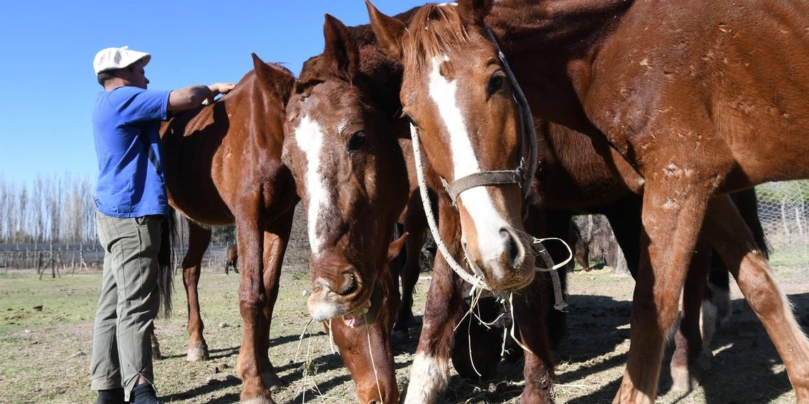 El Senasa implementa el pasaporte digital y el microchip obligatorio para caballos en todo el país