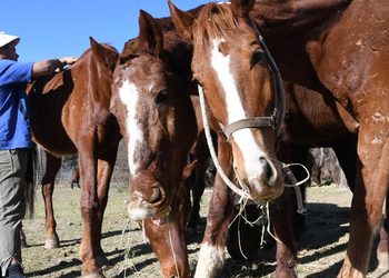 El Senasa implementa el pasaporte digital y el microchip obligatorio para caballos en todo el país