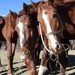 El Senasa implementa el pasaporte digital y el microchip obligatorio para caballos en todo el país