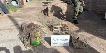 rescatan 28 aves cautivas tras allanamientos en rawson y chimbas