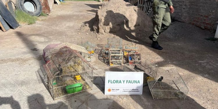 rescatan 28 aves cautivas tras allanamientos en rawson y chimbas