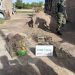 rescatan 28 aves cautivas tras allanamientos en rawson y chimbas
