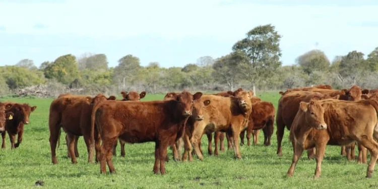 Acuerdo histórico: Japón abrió totalmente su mercado para la carne vacuna argentina de todo el país