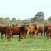 Acuerdo histórico: Japón abrió totalmente su mercado para la carne vacuna argentina de todo el país