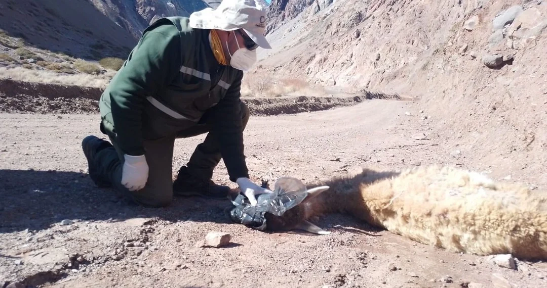Mortandad de guanacos en la cordillera sanjuanina: confirman que murieron por inanición y evalúan arrojar fardos de pasto desde el aire