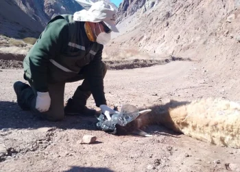 Mortandad de guanacos en la cordillera sanjuanina: confirman que murieron por inanición y evalúan arrojar fardos de pasto desde el aire