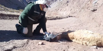 Mortandad de guanacos en la cordillera sanjuanina: confirman que murieron por inanición y evalúan arrojar fardos de pasto desde el aire