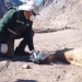 Mortandad de guanacos en la cordillera sanjuanina: confirman que murieron por inanición y evalúan arrojar fardos de pasto desde el aire