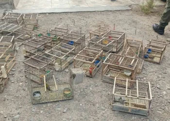 Golpe al tráfico de fauna en San Juan: rescataron 28 aves en allanamientos en Rawson y Chimbas y evalúan su regreso a la naturaleza