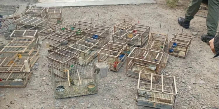 Golpe al tráfico de fauna en San Juan: rescataron 28 aves en allanamientos en Rawson y Chimbas y evalúan su regreso a la naturaleza