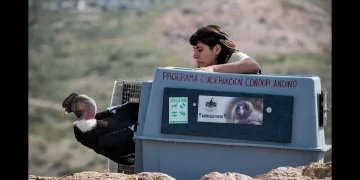 Volvió a las alturas: liberaron a Kurruf, el cóndor andino que sobrevivió a una intoxicación, ante una multitud en Río Negro