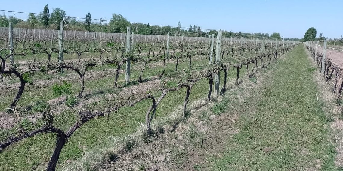 Alarma en el campo sanjuanino: heladas tardías causaron pérdidas superiores al 50% en uvas de mesa y pasas