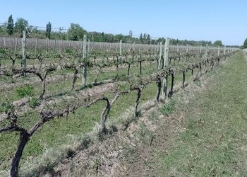 Alarma en el campo sanjuanino: heladas tardías causaron pérdidas superiores al 50% en uvas de mesa y pasas