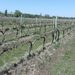Alarma en el campo sanjuanino: heladas tardías causaron pérdidas superiores al 50% en uvas de mesa y pasas