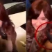 A cuatro años del atentado contra Cristina Kirchner, Casación debe definir si aplica el agravante por violencia de género