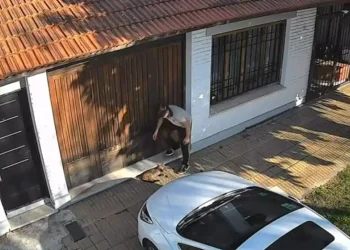 El indignante momento donde un adolescente le pisó la cabeza a un gato en plena vereda: el animal lucha por su vida