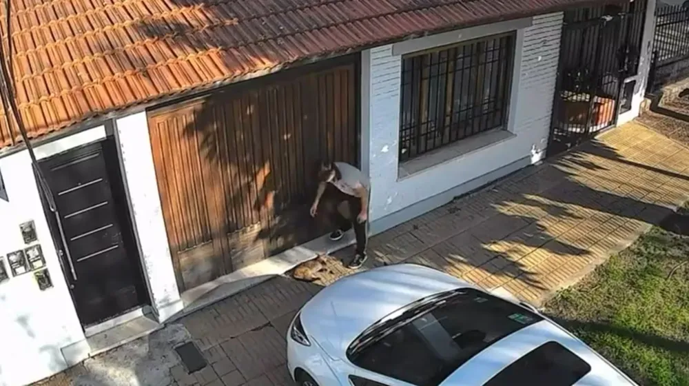 El indignante momento donde un adolescente le pisó la cabeza a un gato en plena vereda: el animal lucha por su vida