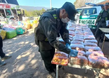 Cocaína en peluches de capibaras: Gendarmería interceptó un colectivo que tenía como destino San Juan