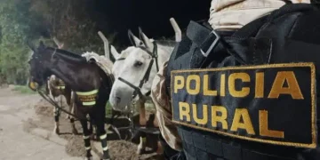 Peligro en la Ruta 141: la Policía Rural secuestró caballos y una mula sueltos en Caucete
