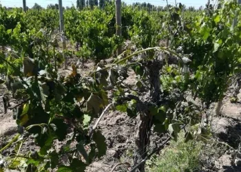 Fuerte impacto agrícola en San Juan: las heladas tardías ya acumulan 400 denuncias y más de 6.300 hectáreas afectadas