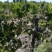Fuerte impacto agrícola en San Juan: las heladas tardías ya acumulan 400 denuncias y más de 6.300 hectáreas afectadas