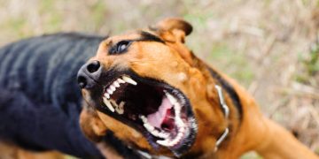 Resolución en Tribunales: un hombre pagará $700.000 de resarcimiento tras el feroz ataque de su perro a una niña en Angaco