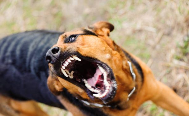 Resolución en Tribunales: un hombre pagará $700.000 de resarcimiento tras el feroz ataque de su perro a una niña en Angaco