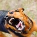Resolución en Tribunales: un hombre pagará $700.000 de resarcimiento tras el feroz ataque de su perro a una niña en Angaco