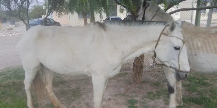 Peligro vial en Bermejo: la Policía secuestró dos caballos sueltos y sancionó a su dueño