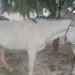 Peligro vial en Bermejo: la Policía secuestró dos caballos sueltos y sancionó a su dueño