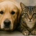 Llega el quirófano móvil a Rivadavia: esterilizaciones gratuitas para perros y gatos en el Parque departamental