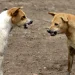 Ataque de un perro a una nena de 3 años en San Juan: la dueña pagará una indemnización de $150.000 para evitar la condena