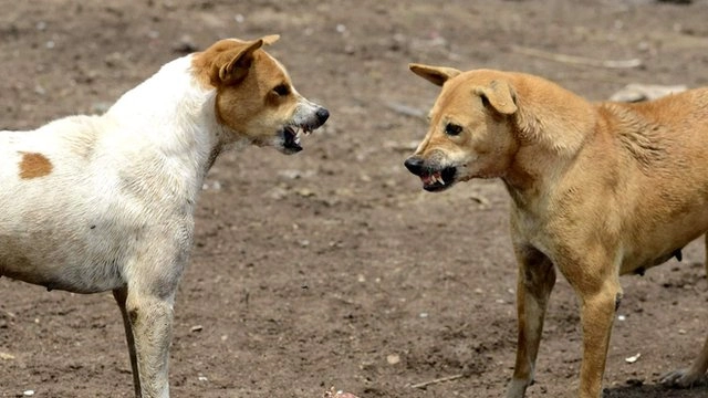 Ataque de un perro a una nena de 3 años en San Juan: la dueña pagará una indemnización de $150.000 para evitar la condena