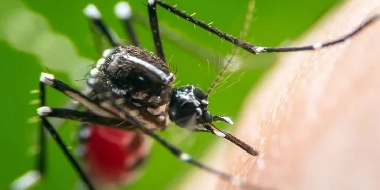 Alerta por lluvias y dengue en San Juan: Control de Vectores insta a reforzar el descacharrado domiciliario