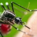 Alerta por lluvias y dengue en San Juan: Control de Vectores insta a reforzar el descacharrado domiciliario