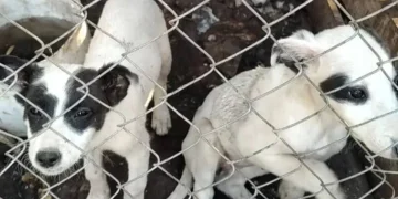 Alerta por maltrato animal en San Juan: crecen las denuncias y afirman que hay mayor compromiso ciudadano para judicializar los casos
