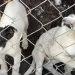 Alerta por maltrato animal en San Juan: crecen las denuncias y afirman que hay mayor compromiso ciudadano para judicializar los casos