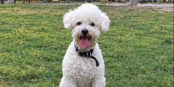 Desesperada búsqueda en San Juan: desapareció Félix, el perrito que es el último recuerdo de una joven fallecida y necesita medicación urgente