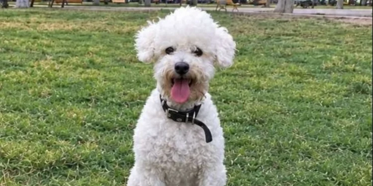 Desesperada búsqueda en San Juan: desapareció Félix, el perrito que es el último recuerdo de una joven fallecida y necesita medicación urgente