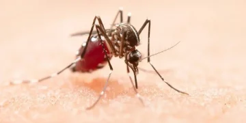 Alerta por El Niño: Salud reforzó la vigilancia epidemiológica y la prevención del dengue en todo el país