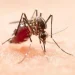 Alerta por El Niño: Salud reforzó la vigilancia epidemiológica y la prevención del dengue en todo el país